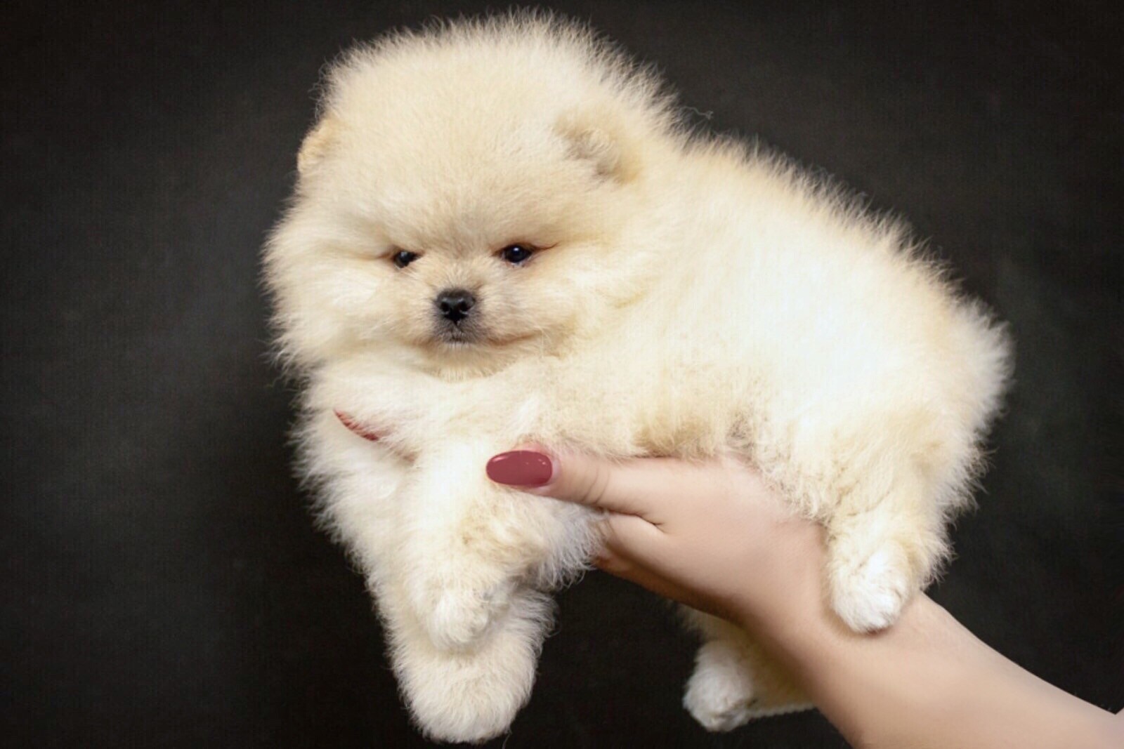 щенки померанских шпицев померанский шпиц